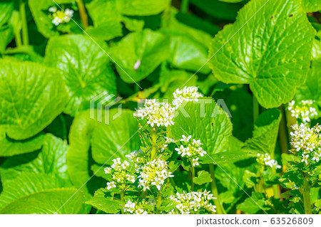 Wasabi flower (Wasabi field) [Nagano Prefecture] 63526809