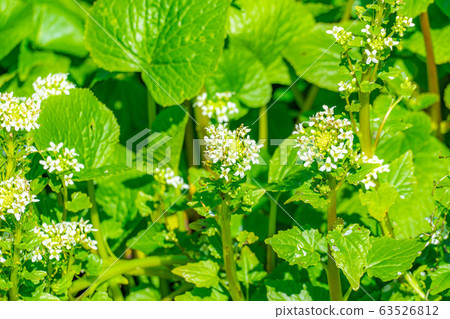 Wasabi flower (Wasabi field) [Nagano Prefecture] 63526812