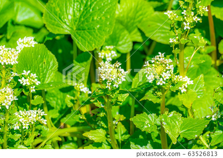 Wasabi flower (Wasabi field) [Nagano Prefecture] 63526813