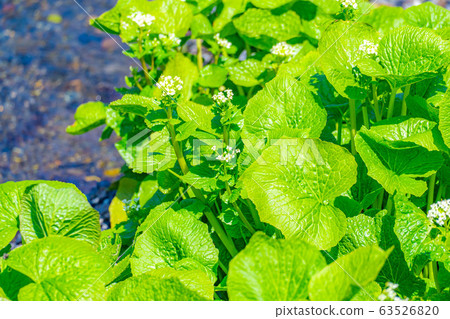 Wasabi flower (Wasabi field) [Nagano Prefecture] 63526820