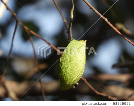 Ustavica cocoon 63526931