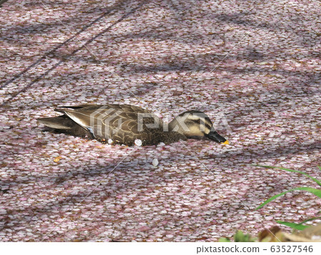 Duck swimming in cherry blossom petals 63527546