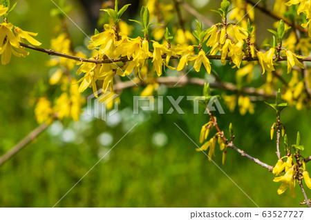 Forsythia 63527727