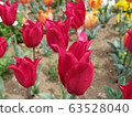 Tulip field 63528040