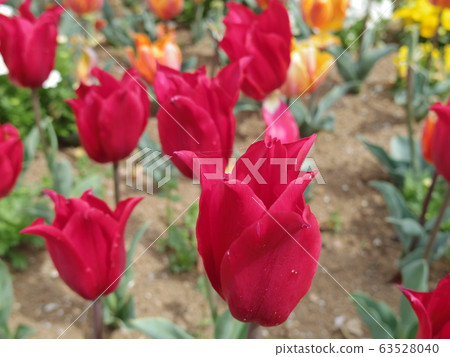 Tulip field Tulip field 63528040