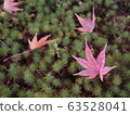 Autumn Moss Garden 63528041