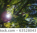 Sunbeams 63528043