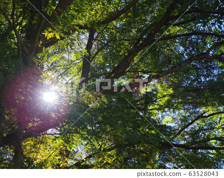 Sunbeams Sunbeams 63528043