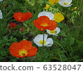 Poppy 63528047