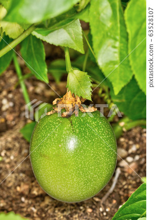 passion fruit passion fruit 63528107