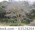 Dead tree 63528264
