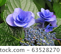  Gaku hydrangea 63528270