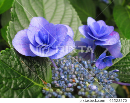 Gaku hydrangea Gaku hydrangea 63528270