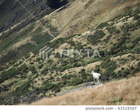 New Zealand landscape New Zealand landscape 63528507
