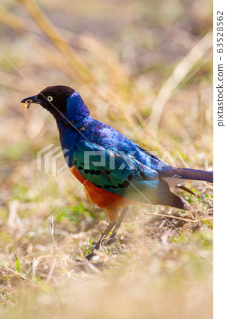 Colorful superb starling bird in Tanzania Africa Colorful superb starling bird in Tanzania Africa 63528562
