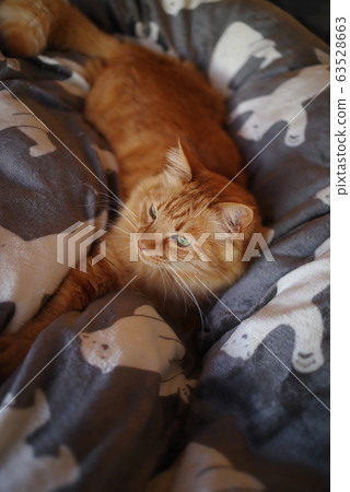 A relaxing cat A relaxing cat 63528663