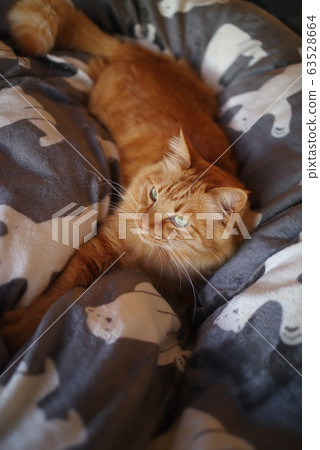 A relaxing cat A relaxing cat 63528664