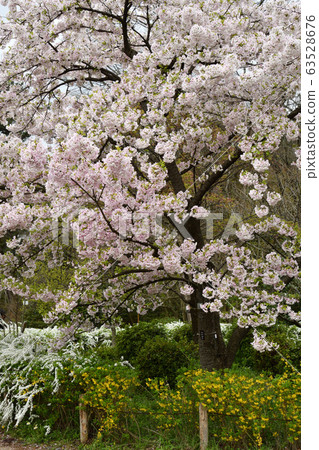 Cherry blossoms Cherry blossoms 63528676
