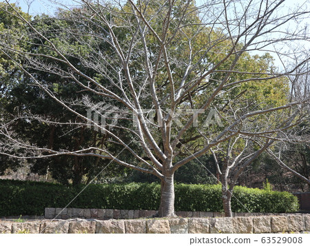 Kobe City Nishi Ward Seishin Central Park Trees Others 63529008
