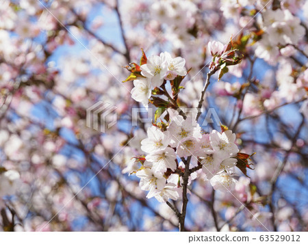 千島櫻花間盛開的天空 63529012