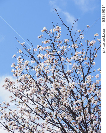 Chishima cherry tree and blue sky in full bloom Vertical composition 02 63529014