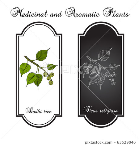 Sacred fig, or bodhi tree Ficus religiosa , medicinal plant 63529040