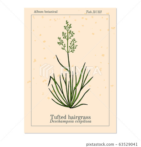 Tufted hairgrass Deschampsia cespitosa , or tussock grass, medicinal plant 63529041