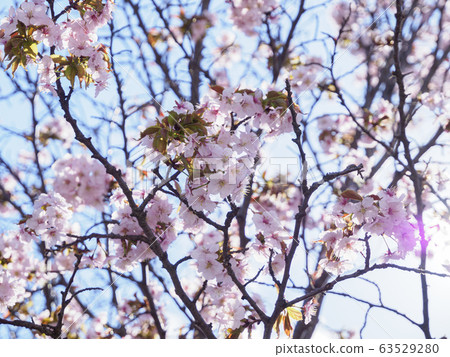 藍天和千島櫻花盛開 63529280