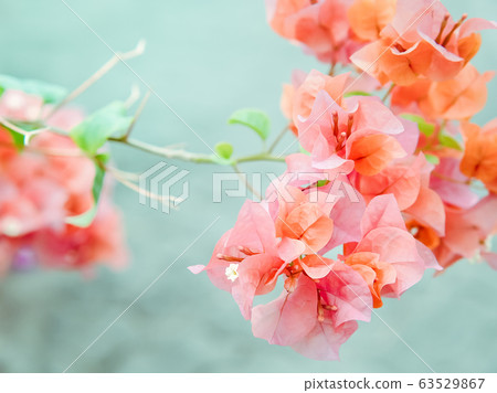 Pink orange bougainvillea flowering in spring 63529867