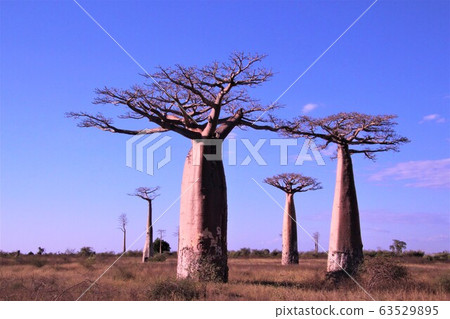 Baobabs in Morondava, Madagascar 63529895