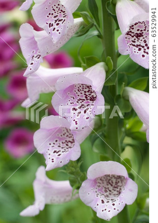 洋地黃花 63529941