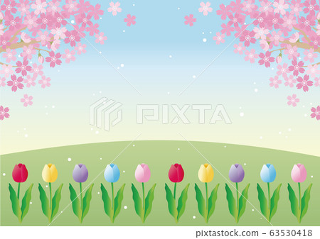櫻花，鬱金香，春天，花卉，風景，背景，副本空間 63530418