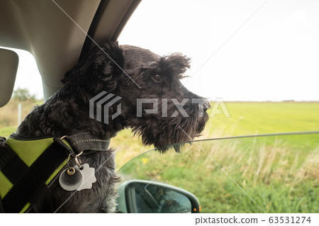Dog sticking his head out of a car window Dog sticking his head out of a car window 63531274