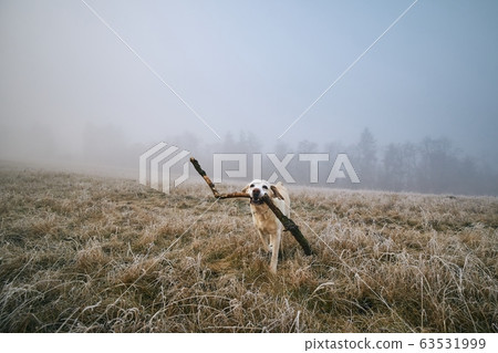 Happy dog running with stick in mouth Happy dog running with stick in mouth 63531999
