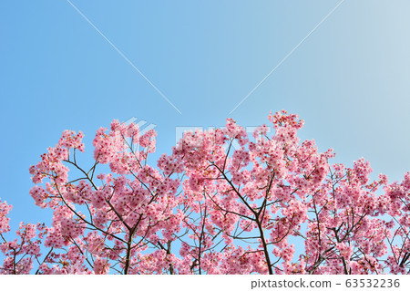 Cold cherry tree 63532236