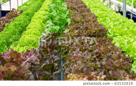 Vegetables background in farm organic for salad healthy Vegetables background in farm organic for salad healthy 63532819