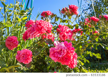 bush of pink roses flowering in ornamental garden bush of pink roses flowering in ornamental garden 63533186