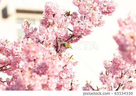 Mejiro Utsunomiya Castle Ruins Park 63534330