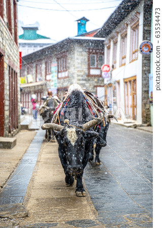 Nepalese cow 63534473