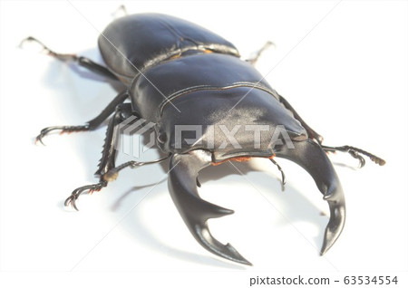 Domestic white-tailed white background 63534554