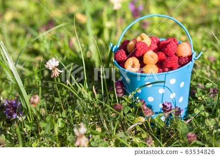 Raspberries in blue bucket in summer. Harvest. 63534826