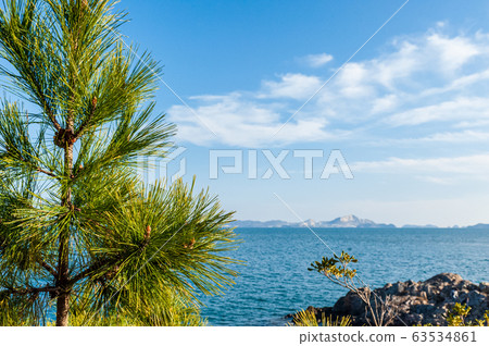 瀨戶內海松樹在春天 63534861