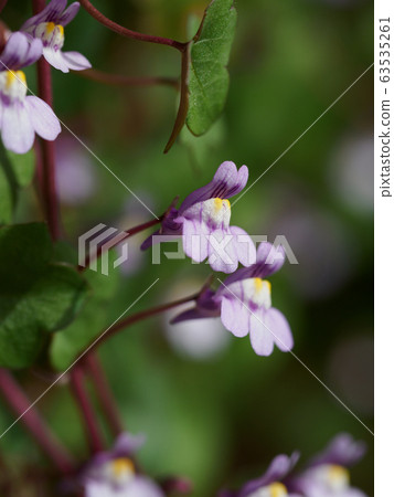 Ivy blossoms blooming in spring Ivy blossoms blooming in spring 63535261