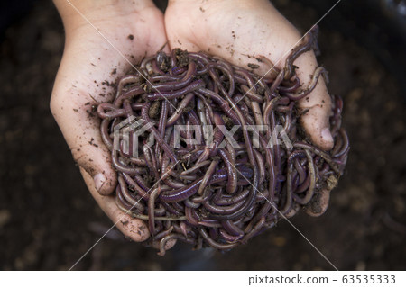Child hands holding Fertile soil 63535333
