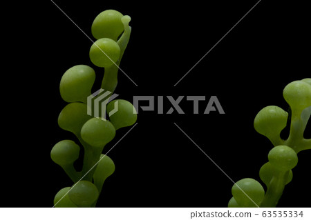 seaweed isolated on black background 63535334