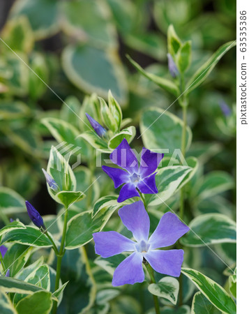 藍紫色長春花 63535386