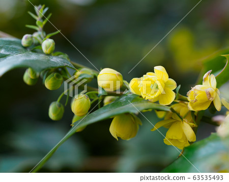 冬青樹金黃色的花朵 63535493