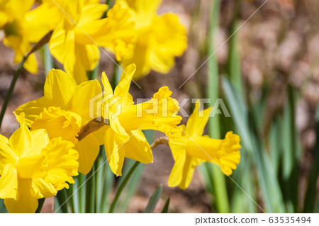 水仙花春景 水仙花春景 63535494