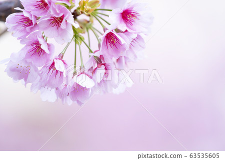 Sakura Up 63535605