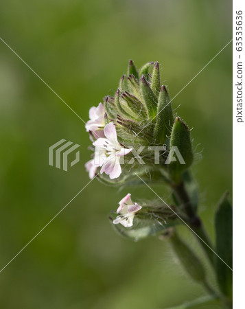 野生Shirobanamantema 63535636